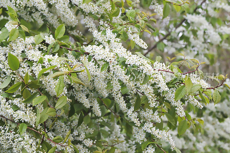 鸟樱桃(Prunus padus)开花